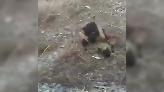 Crazy Indian Couple Caught Having Sex In The Bush In Public - 1 image