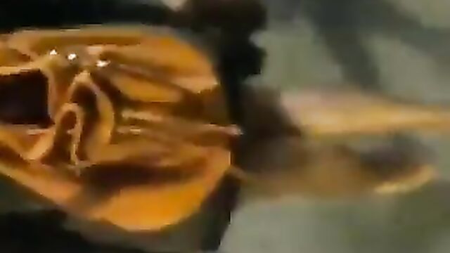 Black Couple Having Sex In Public, Showing Pussy - 3 image