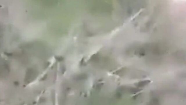 Muslim Haji Caught Having Sex With A Dog - 1 image