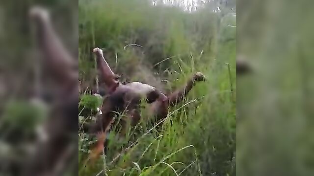 Married black man caught chopping street whore inside the bush - 3 image