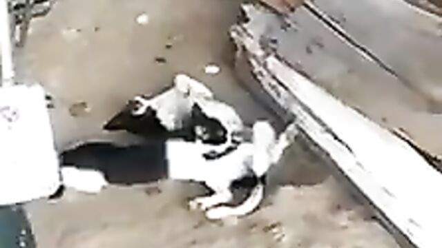 End Time? Cat Giving Dog Blow Job - 1 image