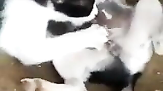 End Time? Cat Giving Dog Blow Job