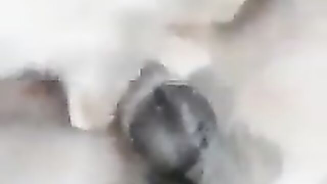 End Time? Cat Giving Dog Blow Job - 4 image