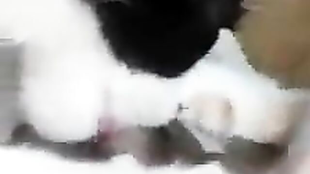 End Time? Cat Giving Dog Blow Job - 5 image