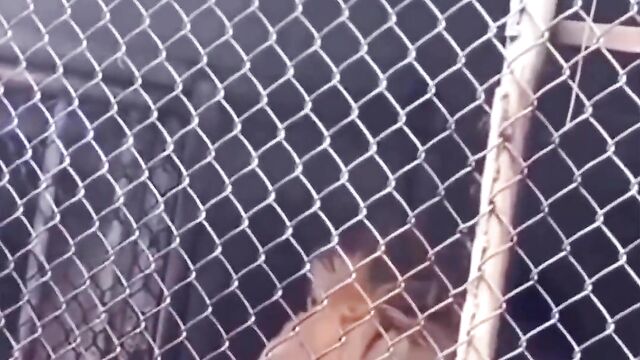 Stupid Man Puts Hand In Lion’s Mouth (Graphic! 18+) - 1 image