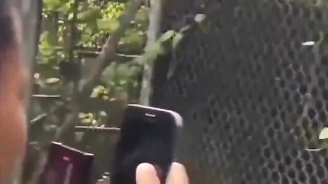 Stupid Man Puts Hand In Lion’s Mouth (Graphic! 18+) - 3 image