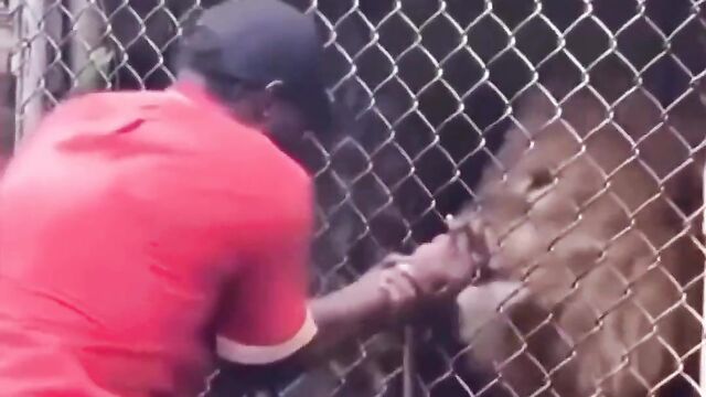 Stupid Man Puts Hand In Lion’s Mouth (Graphic! 18+) - 4 image