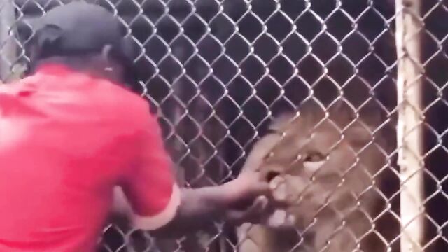 Stupid Man Puts Hand In Lion’s Mouth (Graphic! 18+) - 5 image