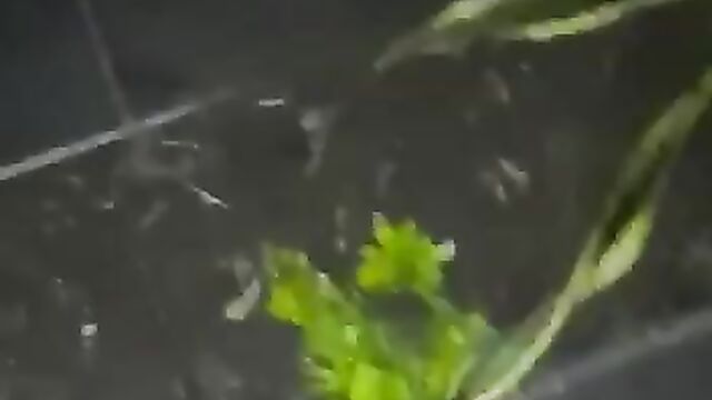 Police Bust & Arrest Naked Prostitutes In Kinshasa Brothel – Part 1 - 4 image