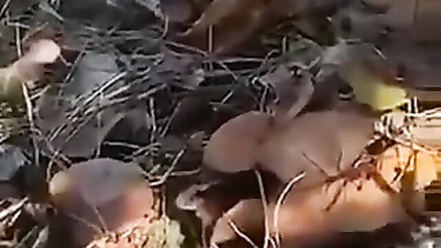 Naked ebony couple caught having sex in the bush in public without giving a damn - 4 image