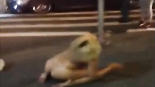 Naked woman on drugs exposing pussy on the road in public - 3 image