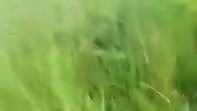 Mzansi Lovers Having Sex In Tall Grass Bush - 1 image