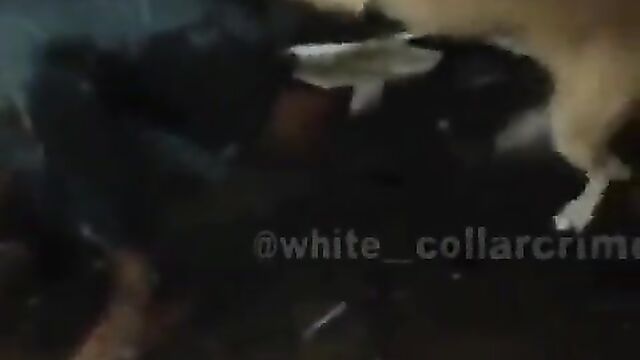 Wife bites husband’s private part during fight - 3 image