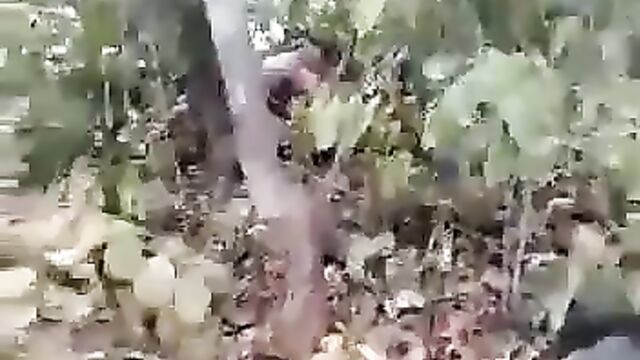 Indians caught cheating inside the bush - 1 image