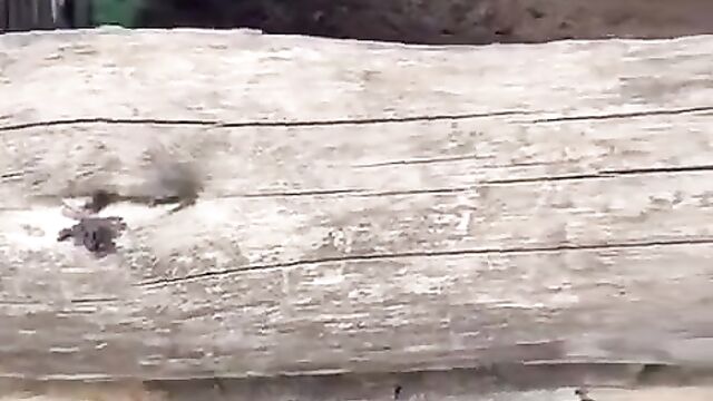 Naked Woman Caught On A Farm, Showing Her Breasts In Public - 4 image