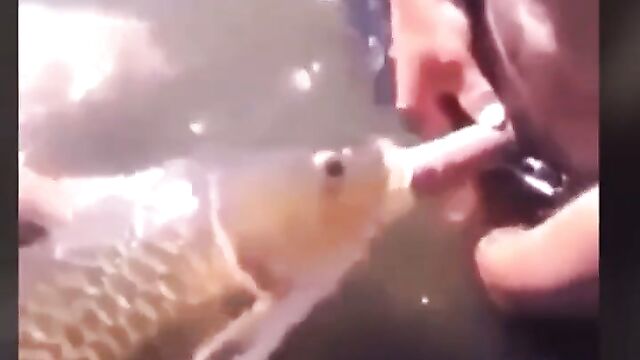 Man having sex with a fish