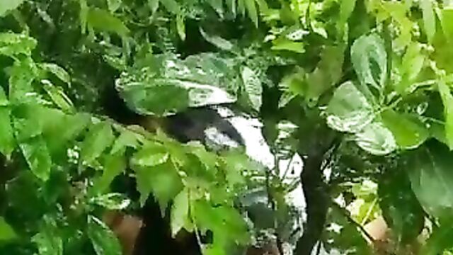 Young couple caught having sex in the bush - 1 image