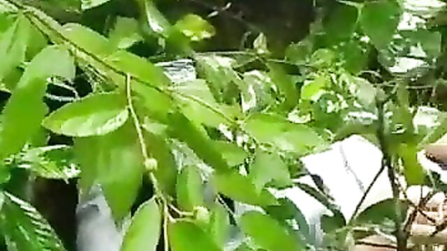 Young couple caught having sex in the bush - 3 image