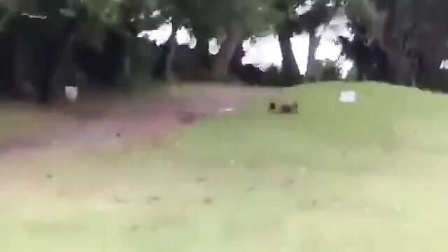 Naked South African couple caught having sex in the bush and running away – Part 1