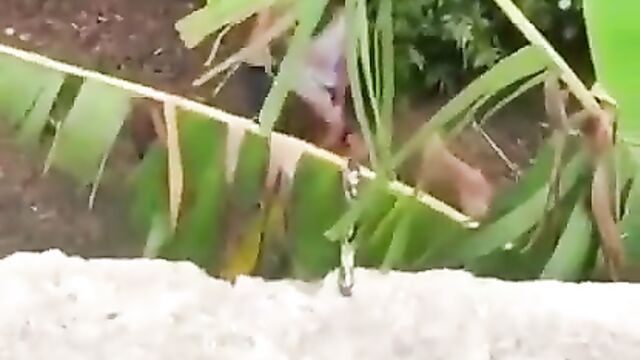 2 Students Caught Having Doggy Style Sex In Public In A Bushy Backyard - 3 image