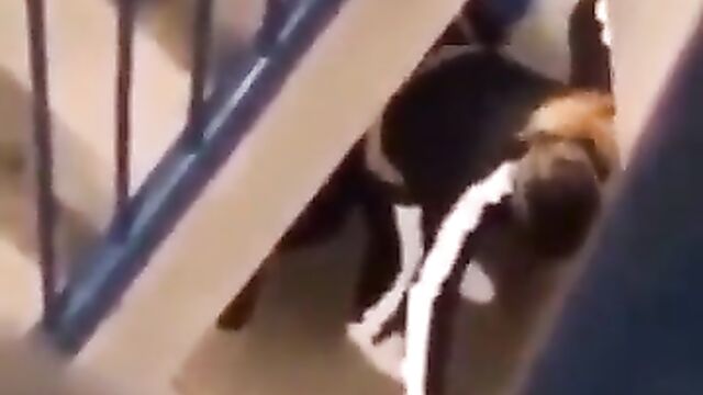 2 college students caught having discreet sex on a landing