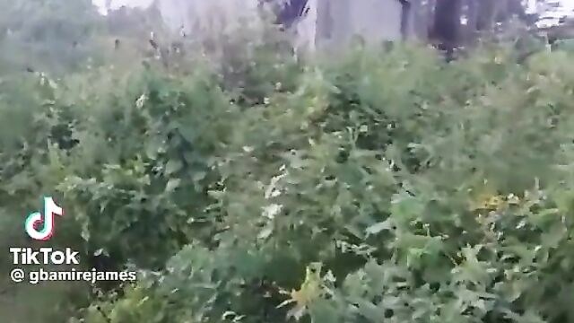 Yoruba Man Allegedly Caught Having Sex With Nigerian School Girl In The Bush - 1 image