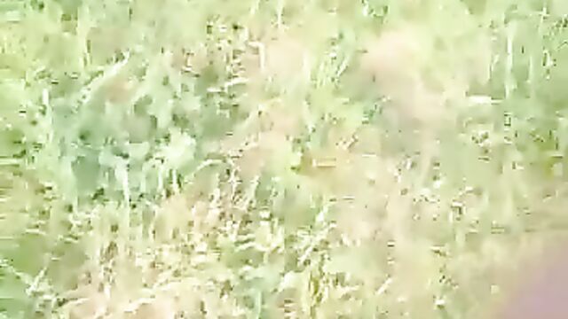 Indian Couple Busted While Having Sex In The Bush In Public - 1 image