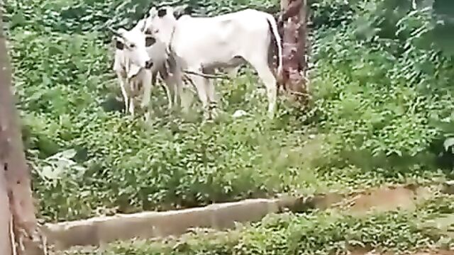 Fulani Man Caught Having Sex With A Cow In Nigeria - 1 image