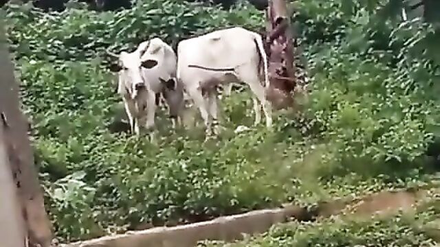 Fulani Man Caught Having Sex With A Cow In Nigeria