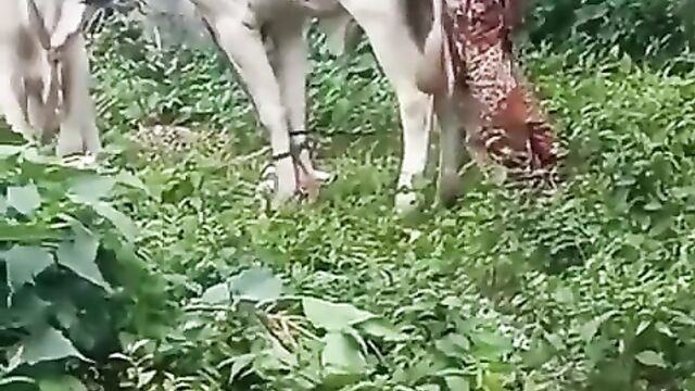 Fulani Man Caught Having Sex With A Cow In Nigeria - 4 image