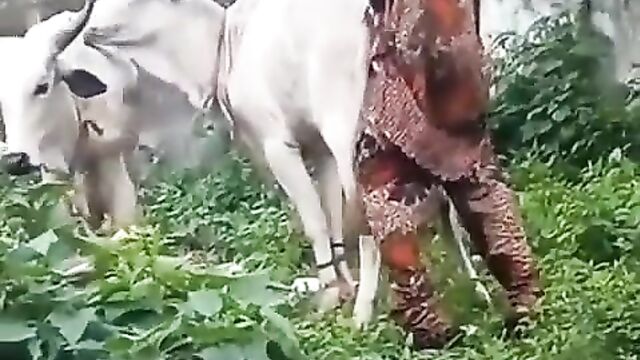 Fulani Man Caught Having Sex With A Cow In Nigeria - 5 image