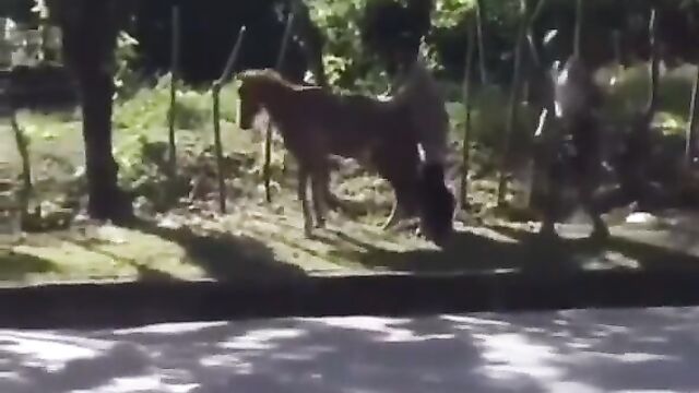 Man Caught Having Sex With A Horse And Beaten In Public - 1 image