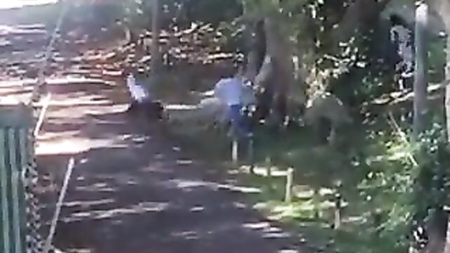 African couple caught and beaten for having sex in public under a tree – Part 2