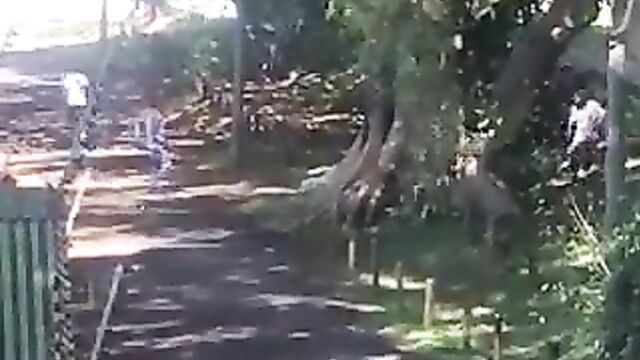 African couple caught and beaten for having sex in public under a tree – Part 2 - 3 image