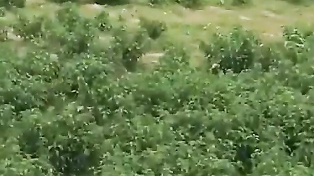 African man having sex with a ram inside the bush - 1 image