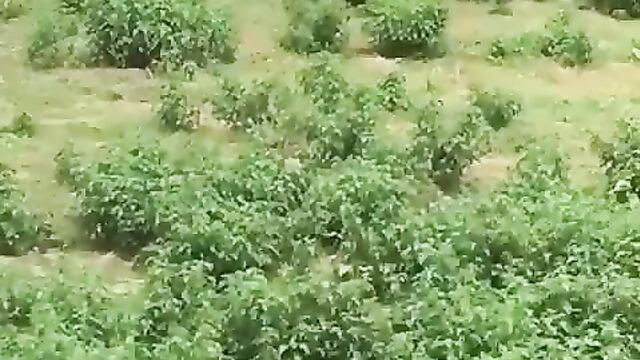 African man having sex with a ram inside the bush