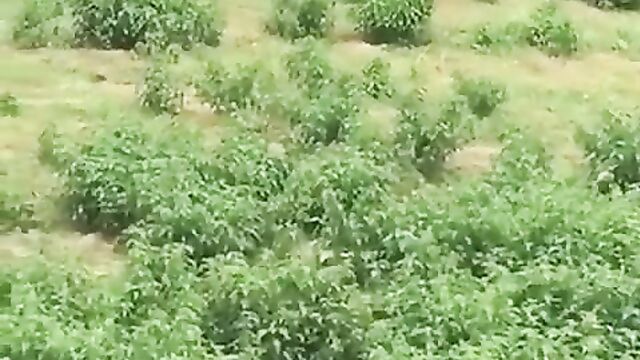 African man having sex with a ram inside the bush - 3 image