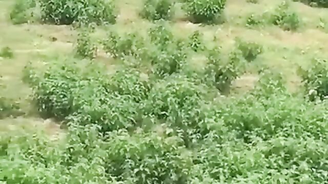 African man having sex with a ram inside the bush - 4 image