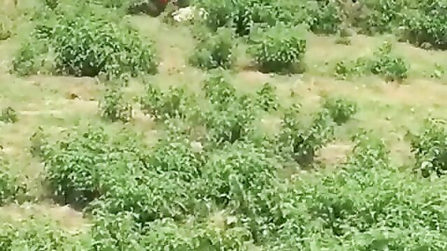 African man having sex with a ram inside the bush - 5 image