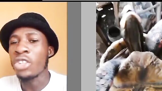 Man having sex with tortoise for money ritual - 1 image