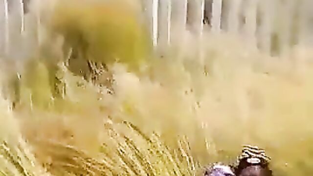 Couple Caught Red-handed Having Sex In Long Grass