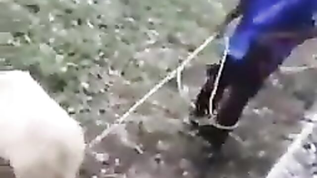 Man caught while trying to bang a sheep! - 3 image