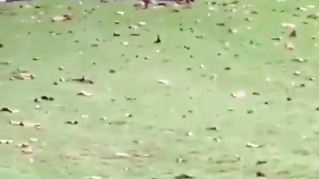 Naked South African couple caught having sex in the bush and running away – Part 2