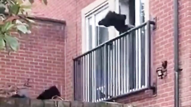 LOL! Half naked boyfriend tries to escape through the window after angry husband caught him cheating with his wife! - 1 image