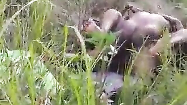 Naked Mzansi Couple Caught While Having Sex In The Bush In Public