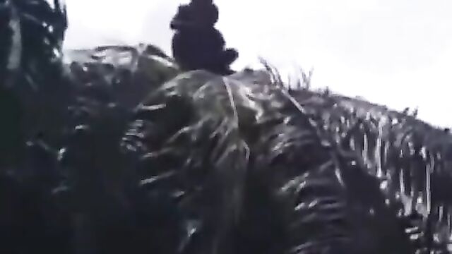2 Gay Men Caught Having Sex On Top Of A Palm Tree - 1 image