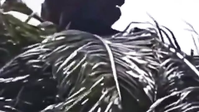 2 Gay Men Caught Having Sex On Top Of A Palm Tree