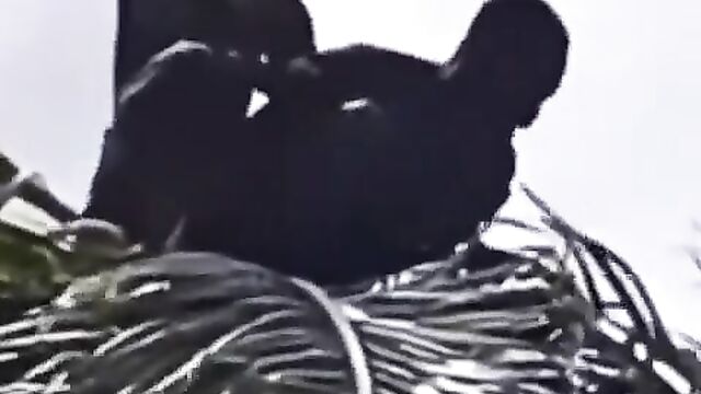 2 Gay Men Caught Having Sex On Top Of A Palm Tree - 4 image
