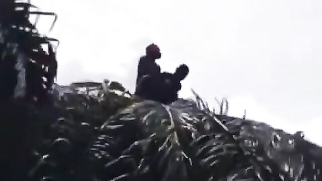 2 Gay Men Caught Having Sex On Top Of A Palm Tree - 5 image