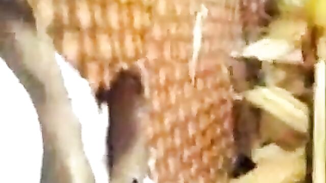 Hausa husband shaving wife’s pussy in public - 4 image